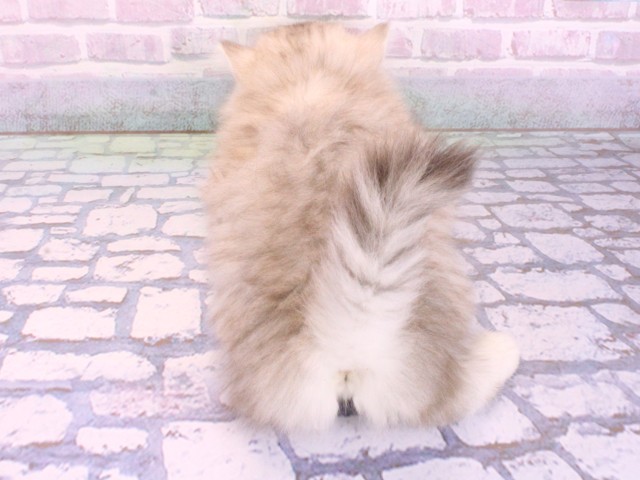 兵庫県のミヌエット (Coo&RIKU尼崎店/2026年2月8日生まれ/女の子/シルバータビー)の子猫の4枚目の画像