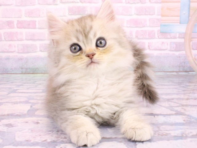 滋賀県のミヌエット (Coo&RIKU長浜店/2026年2月8日生まれ/男の子/シルバータビー)の子猫