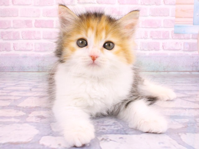 滋賀県のミヌエット (Coo&RIKUアヤハディオ水口店/2026年2月8日生まれ/女の子/ブラウンパッチドタビーホワイト)の子猫の1枚目の画像