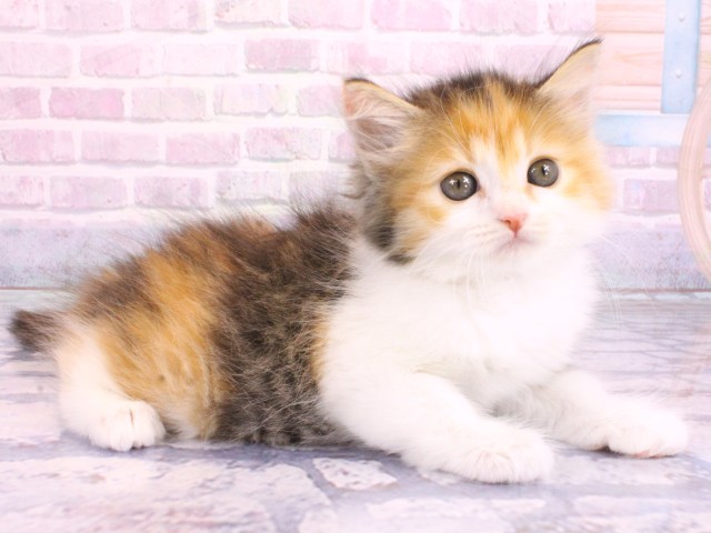 滋賀県のミヌエット (Coo&RIKUアヤハディオ水口店/2026年2月8日生まれ/女の子/ブラウンパッチドタビーホワイト)の子猫の2枚目の画像