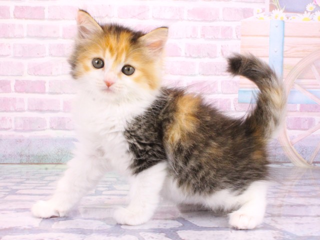 滋賀県のミヌエット (Coo&RIKUアヤハディオ水口店/2026年2月8日生まれ/女の子/ブラウンパッチドタビーホワイト)の子猫の3枚目の画像