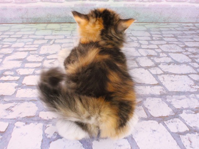 滋賀県のミヌエット (Coo&RIKUアヤハディオ水口店/2026年2月8日生まれ/女の子/ブラウンパッチドタビーホワイト)の子猫の4枚目の画像