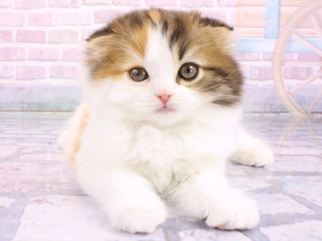 スコティッシュフォールド