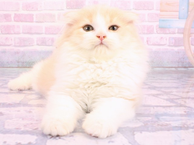 兵庫県のスコティッシュフォールド (Coo&RIKU神戸三宮店/2026年2月5日生まれ/男の子/クリームタビーホワイト)の子猫の1枚目の画像