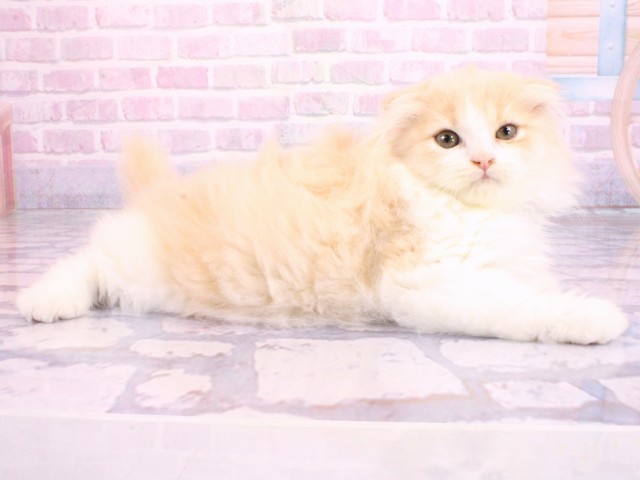 兵庫県のスコティッシュフォールド (Coo&RIKU神戸三宮店/2026年2月5日生まれ/男の子/クリームタビーホワイト)の子猫の2枚目の画像
