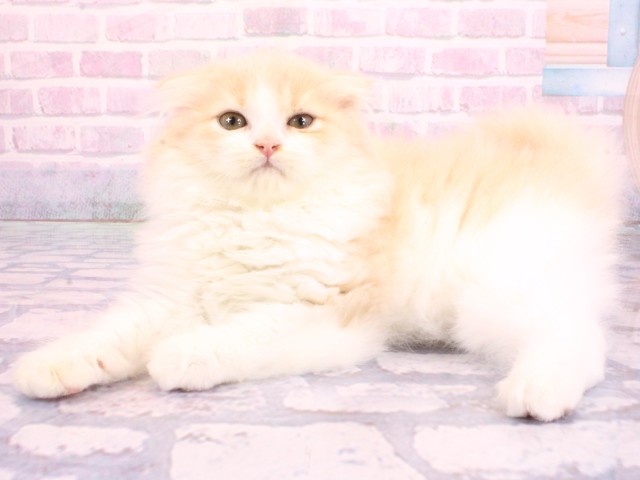 兵庫県のスコティッシュフォールド (Coo&RIKU神戸三宮店/2026年2月5日生まれ/男の子/クリームタビーホワイト)の子猫の3枚目の画像