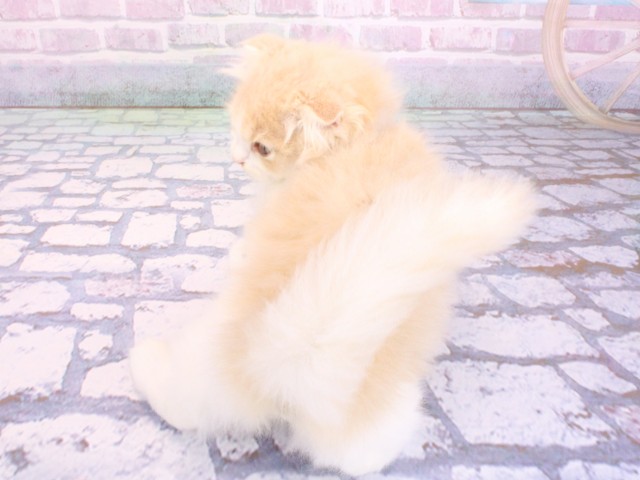 兵庫県のスコティッシュフォールド (Coo&RIKU神戸三宮店/2026年2月5日生まれ/男の子/クリームタビーホワイト)の子猫の4枚目の画像