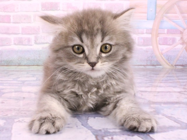 大阪府のミヌエット (Coo&RIKU和泉店/2026年2月8日生まれ/男の子/ブルータビー)の子猫