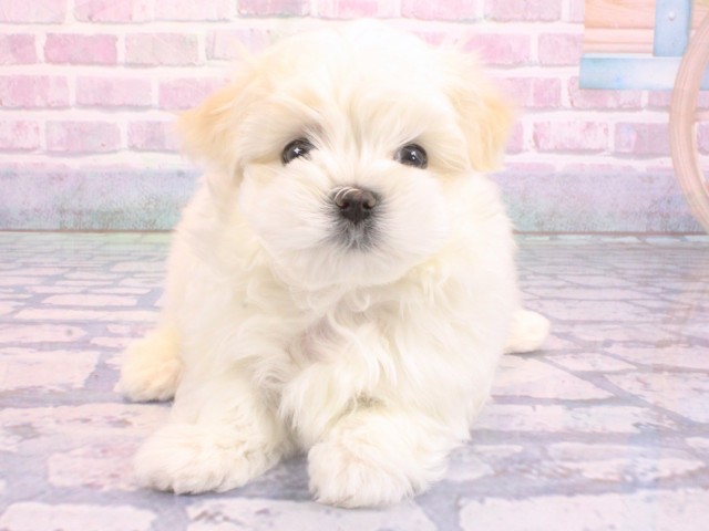 大阪府のマルチーズ (Coo&RIKU天王寺店/2026年2月8日生まれ/男の子/ホワイト)の子犬の1枚目の画像