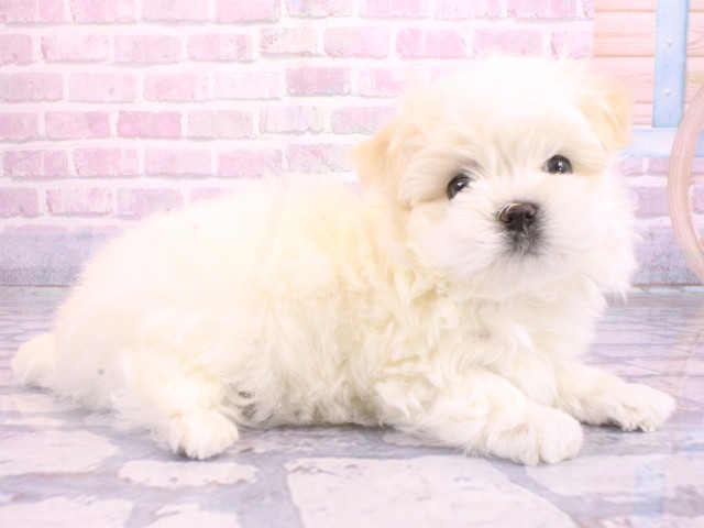 大阪府のマルチーズ (Coo&RIKU天王寺店/2026年2月8日生まれ/男の子/ホワイト)の子犬の2枚目の画像