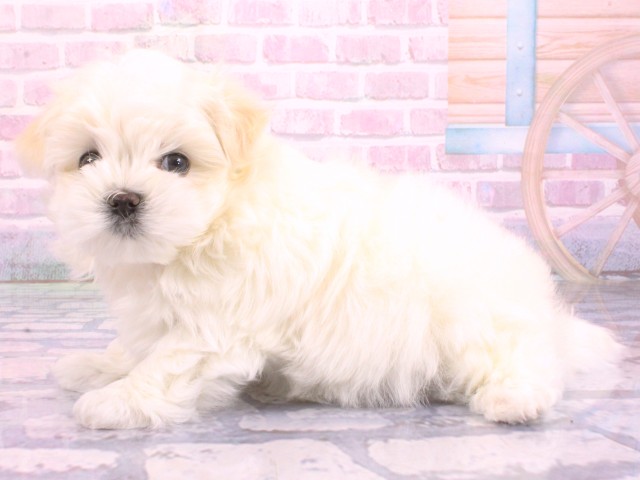 大阪府のマルチーズ (Coo&RIKU天王寺店/2026年2月8日生まれ/男の子/ホワイト)の子犬の3枚目の画像