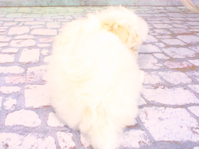 大阪府のマルチーズ (Coo&RIKU天王寺店/2026年2月8日生まれ/男の子/ホワイト)の子犬の4枚目の画像