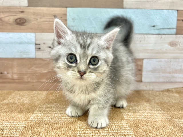 大阪府のミヌエット (Coo&RIKU心斎橋店/2026年2月3日生まれ/女の子/シルバーマッカレルタビー)の子猫