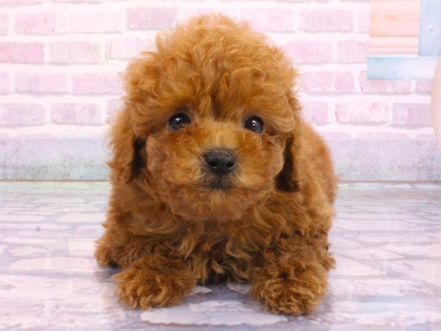 大阪府のトイプードル(トイ) (Coo&RIKU天王寺店/2026年2月5日生まれ/女の子/レッドフォーン)の子犬の1枚目の画像