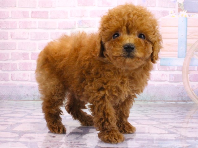 大阪府のトイプードル(トイ) (Coo&RIKU天王寺店/2026年2月5日生まれ/女の子/レッドフォーン)の子犬の2枚目の画像