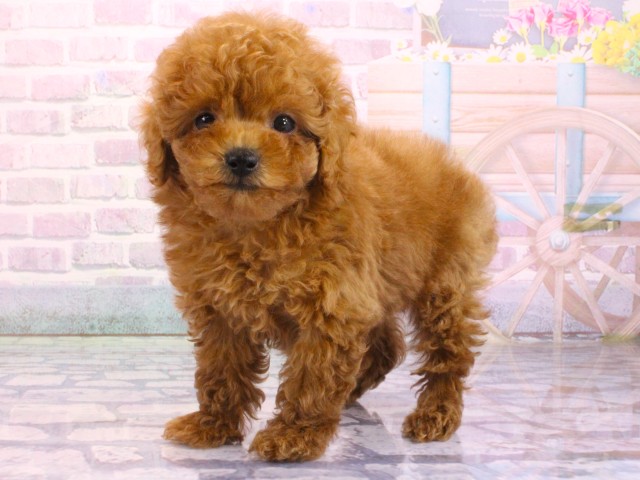 大阪府のトイプードル(トイ) (Coo&RIKU天王寺店/2026年2月5日生まれ/女の子/レッドフォーン)の子犬の3枚目の画像