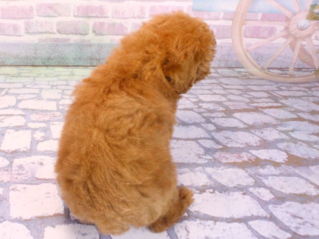 大阪府のトイプードル(トイ) (Coo&RIKU天王寺店/2026年2月5日生まれ/女の子/レッドフォーン)の子犬の4枚目の画像