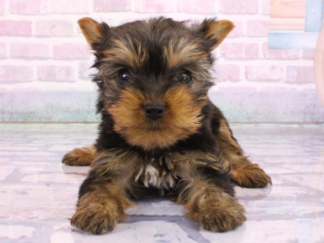 兵庫県のヨークシャーテリア (Coo&RIKU神戸三宮店/2026年2月8日生まれ/女の子/スチールブルータン)の子犬の1枚目の画像