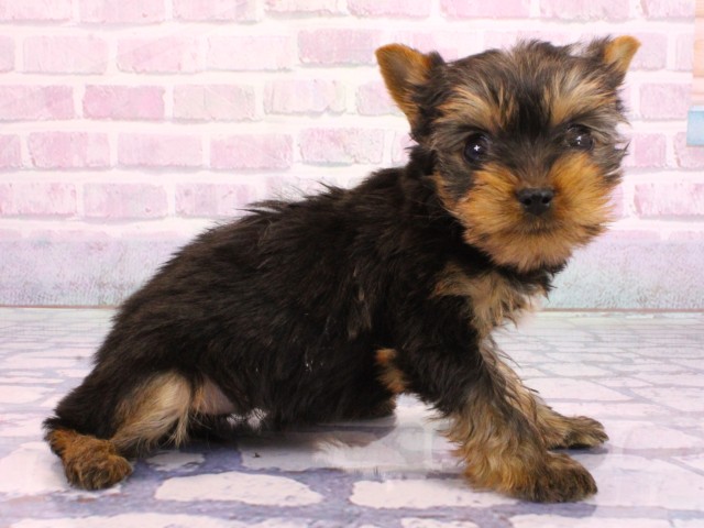 兵庫県のヨークシャーテリア (Coo&RIKU神戸三宮店/2026年2月8日生まれ/女の子/スチールブルータン)の子犬の2枚目の画像