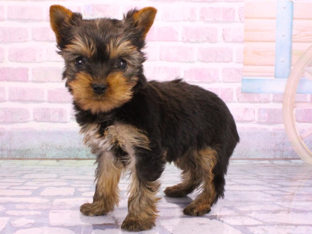 兵庫県のヨークシャーテリア (Coo&RIKU神戸三宮店/2026年2月8日生まれ/女の子/スチールブルータン)の子犬の3枚目の画像