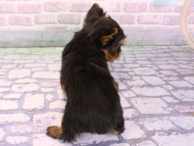 兵庫県のヨークシャーテリア (Coo&RIKU神戸三宮店/2026年2月8日生まれ/女の子/スチールブルータン)の子犬の4枚目の画像