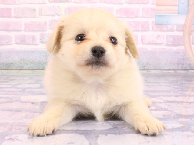 大阪府のポメックス(ポメラニアン×ダックス) (Coo&RIKU心斎橋店/2026年2月8日生まれ/女の子/クリーム)の子犬