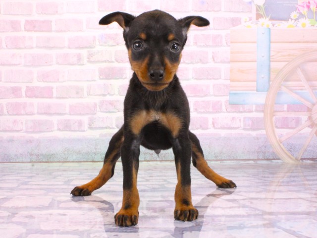 京都府のミニチュアピンシャー (Coo&RIKU京都河原町店/2026年2月7日生まれ/男の子/ブラックタン)の子犬の1枚目の画像