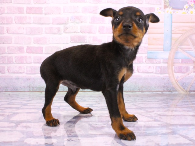 京都府のミニチュアピンシャー (Coo&RIKU京都河原町店/2026年2月7日生まれ/男の子/ブラックタン)の子犬の2枚目の画像