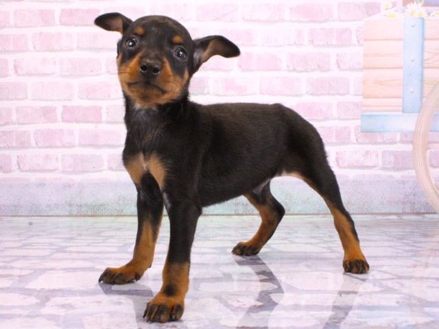 京都府のミニチュアピンシャー (Coo&RIKU京都河原町店/2026年2月7日生まれ/男の子/ブラックタン)の子犬の3枚目の画像