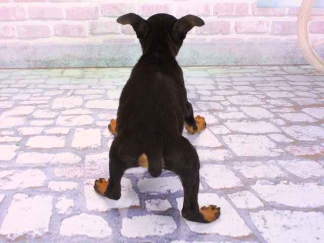 京都府のミニチュアピンシャー (Coo&RIKU京都河原町店/2026年2月7日生まれ/男の子/ブラックタン)の子犬の4枚目の画像