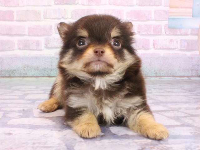 京都府のチワワ(ロング) (Coo&RIKU舞鶴店/2026年2月6日生まれ/男の子/チョコレートタンホワイト)の子犬の1枚目の画像