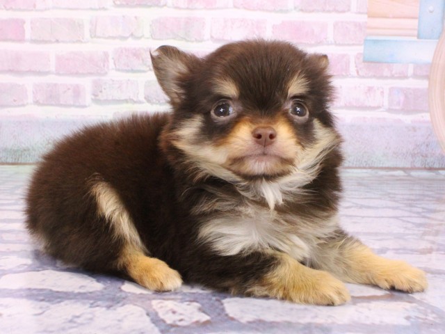 京都府のチワワ(ロング) (Coo&RIKU舞鶴店/2026年2月6日生まれ/男の子/チョコレートタンホワイト)の子犬の2枚目の画像