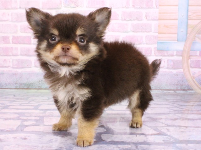 京都府のチワワ(ロング) (Coo&RIKU舞鶴店/2026年2月6日生まれ/男の子/チョコレートタンホワイト)の子犬の3枚目の画像