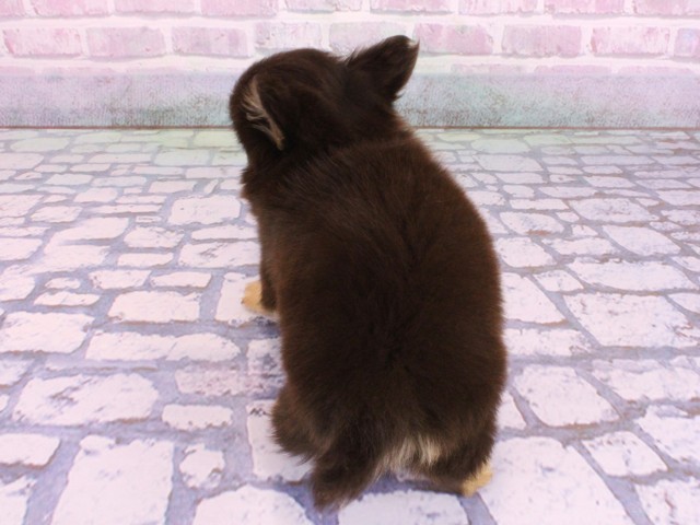 京都府のチワワ(ロング) (Coo&RIKU舞鶴店/2026年2月6日生まれ/男の子/チョコレートタンホワイト)の子犬の4枚目の画像