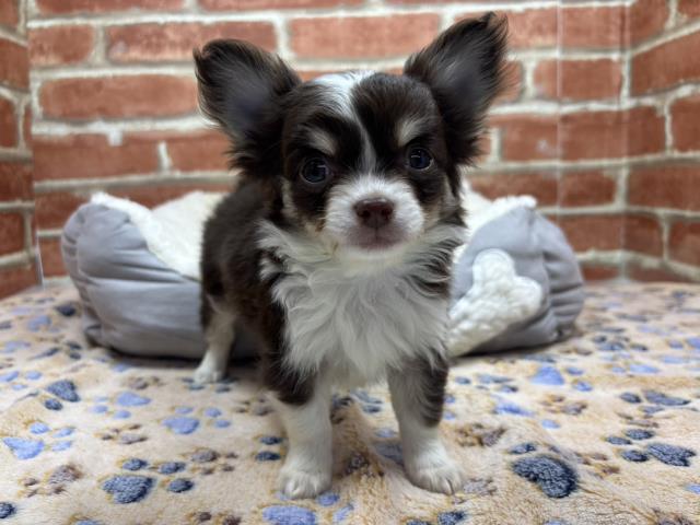 チワワ（ロングコート）