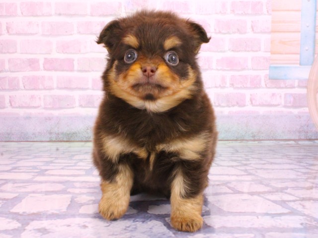 大阪府のポメチワ/チワポメ/ポメチー(ポメラニアン×チワワ) (Coo&RIKU心斎橋店/2026年2月6日生まれ/女の子/チョコレートタン)の子犬