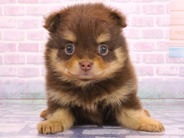 大阪府のポメチワ/チワポメ/ポメチー(ポメラニアン×チワワ) (Coo&RIKU梅田店/2026年2月6日生まれ/男の子/チョコレートタン)の子犬