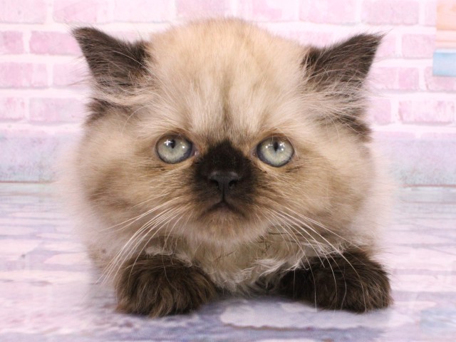 大阪府のヒマラヤン (Coo&RIKU心斎橋店/2026年2月7日生まれ/女の子/シールポイント)の子猫