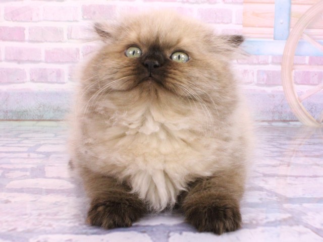 大阪府のヒマラヤン (Coo&RIKU梅田店/2026年2月7日生まれ/女の子/シールポイント)の子猫