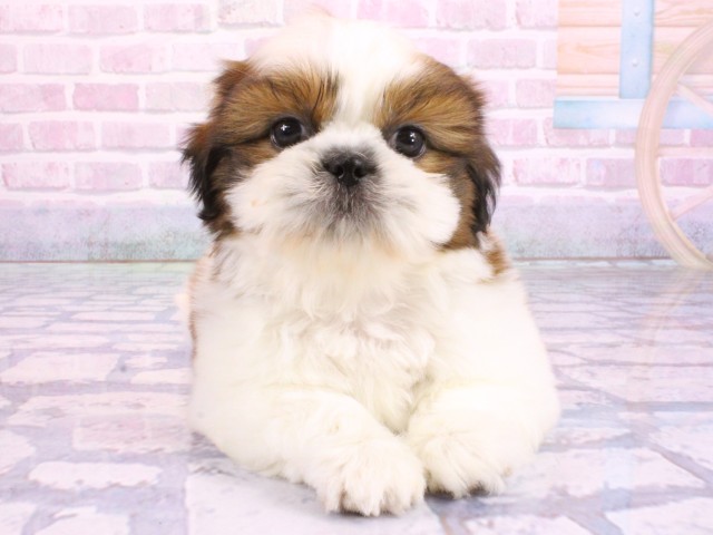 京都府のシーズー (Coo&RIKU京都河原町店/2026年2月8日生まれ/男の子/ゴールドホワイト)の子犬の1枚目の画像