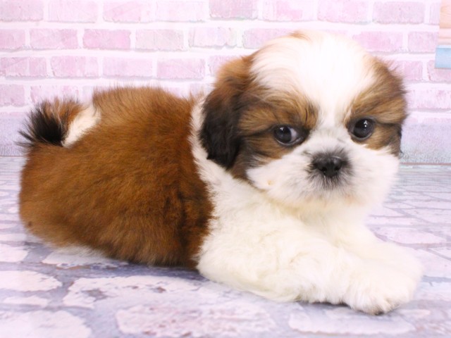 京都府のシーズー (Coo&RIKU京都河原町店/2026年2月8日生まれ/男の子/ゴールドホワイト)の子犬の2枚目の画像