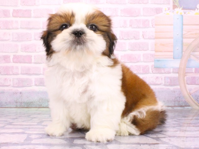 京都府のシーズー (Coo&RIKU京都河原町店/2026年2月8日生まれ/男の子/ゴールドホワイト)の子犬の3枚目の画像