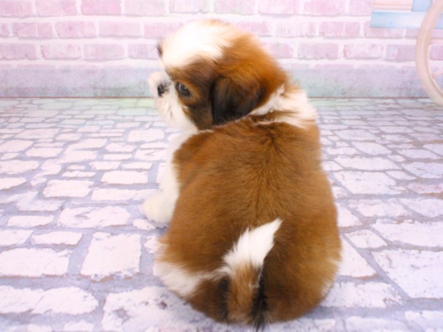 京都府のシーズー (Coo&RIKU京都河原町店/2026年2月8日生まれ/男の子/ゴールドホワイト)の子犬の4枚目の画像