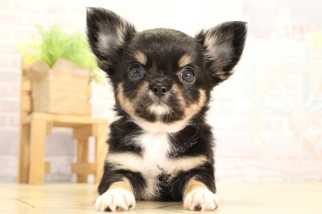 愛知県のチワワ(ロング) (Coo&RIKU瀬港線守山店/2026年2月7日生まれ/女の子/ブラッククリームホワイト)の子犬の1枚目の画像