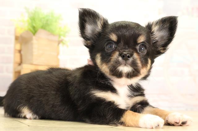 愛知県のチワワ(ロング) (Coo&RIKU瀬港線守山店/2026年2月7日生まれ/女の子/ブラッククリームホワイト)の子犬の2枚目の画像