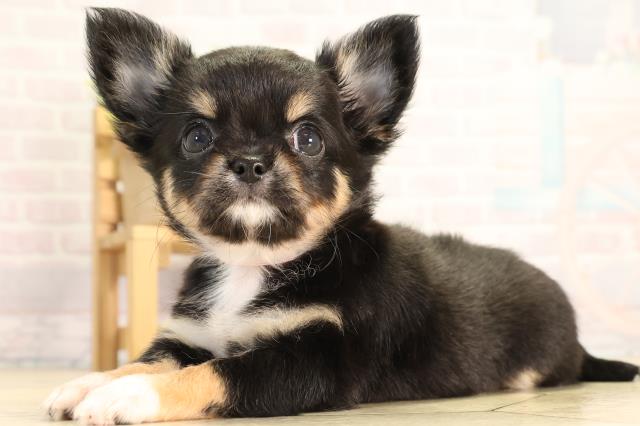 愛知県のチワワ(ロング) (Coo&RIKU瀬港線守山店/2026年2月7日生まれ/女の子/ブラッククリームホワイト)の子犬の3枚目の画像