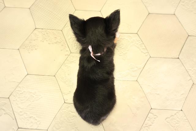 愛知県のチワワ(ロング) (Coo&RIKU瀬港線守山店/2026年2月7日生まれ/女の子/ブラッククリームホワイト)の子犬の4枚目の画像