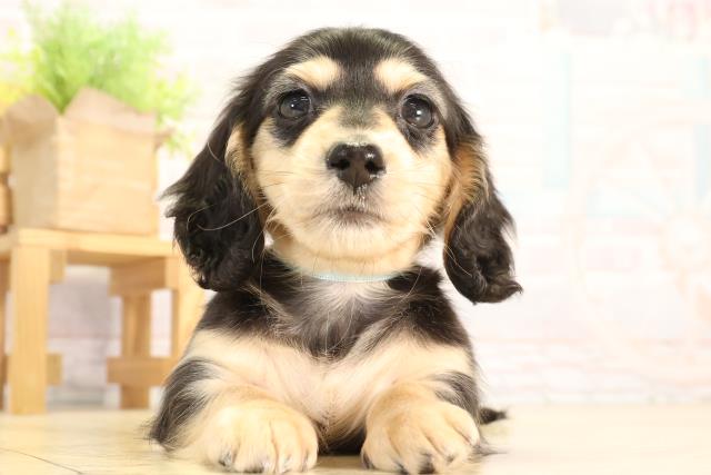 愛知県のミニチュアダックスフンド(ロング) (Coo&RIKU豊田店/2026年2月7日生まれ/男の子/ブラックタン)の子犬の1枚目の画像