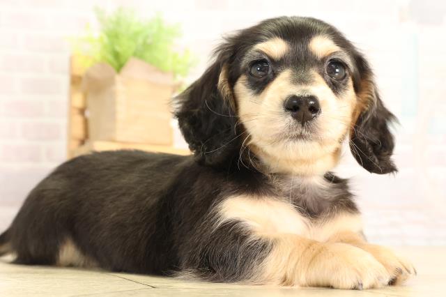 愛知県のミニチュアダックスフンド(ロング) (Coo&RIKU豊田店/2026年2月7日生まれ/男の子/ブラックタン)の子犬の2枚目の画像