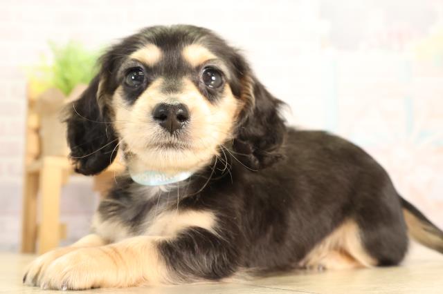 愛知県のミニチュアダックスフンド(ロング) (Coo&RIKU豊田店/2026年2月7日生まれ/男の子/ブラックタン)の子犬の3枚目の画像